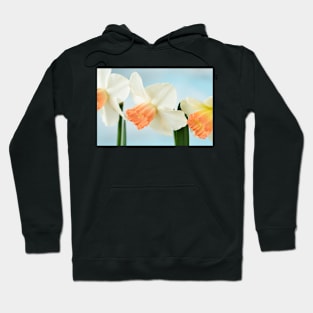 Narcissus  &#39;Pink Charm&#39;  Div.  2 Large-cupped]]Daffodil Hoodie